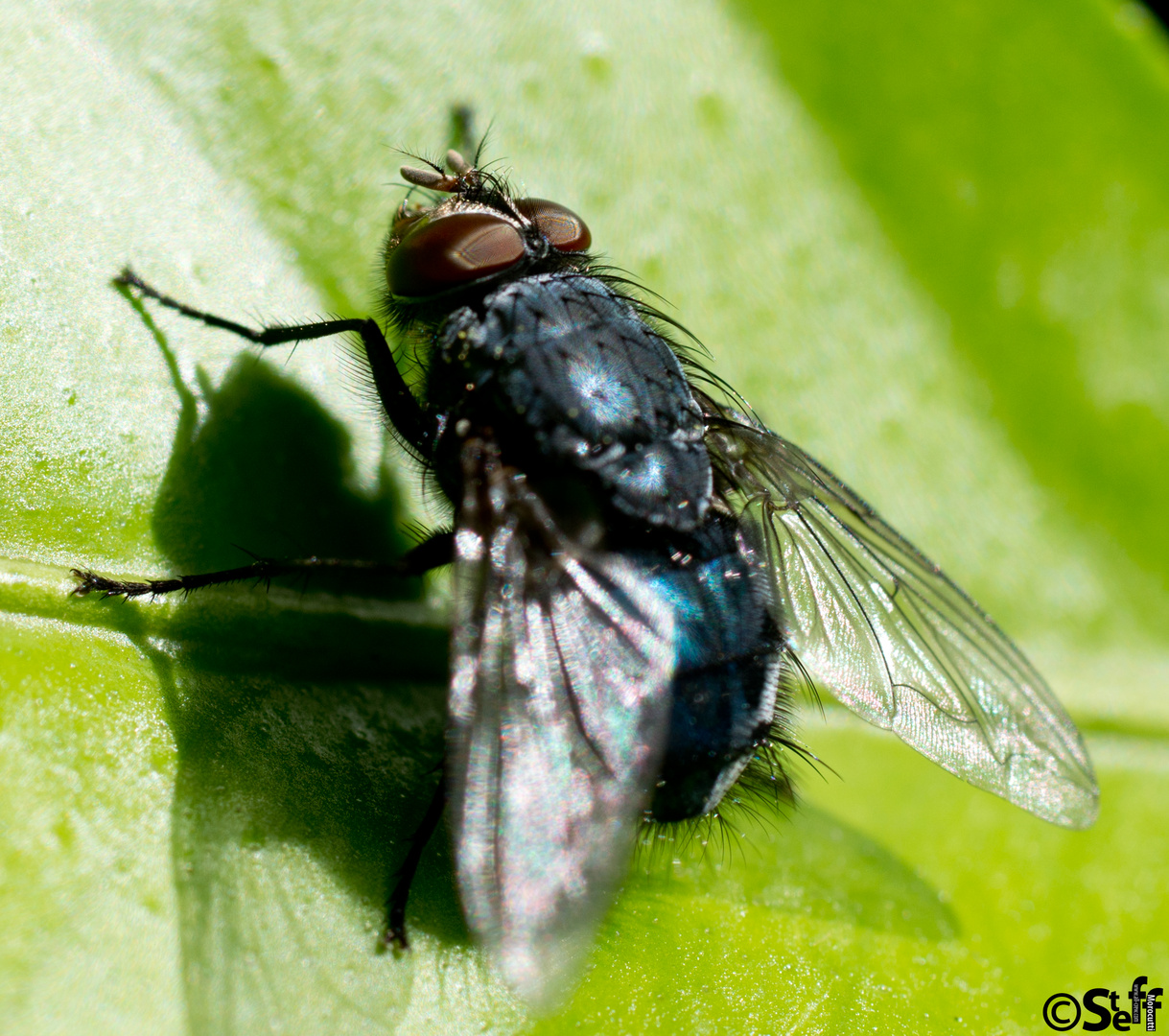 Schmeißfliege Makro