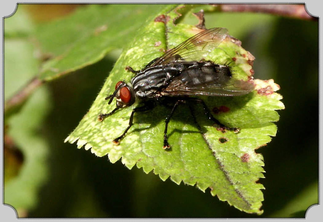 Schmeissfliege nimmt letztes Sonnenbad