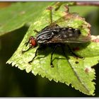 Schmeissfliege nimmt letztes Sonnenbad