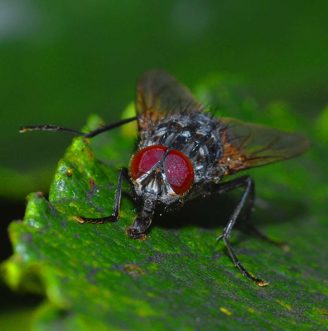 Schmeissfliege reckt sich relaxed