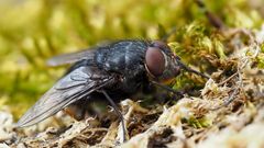 Schmeissfliege sucht die Wärme