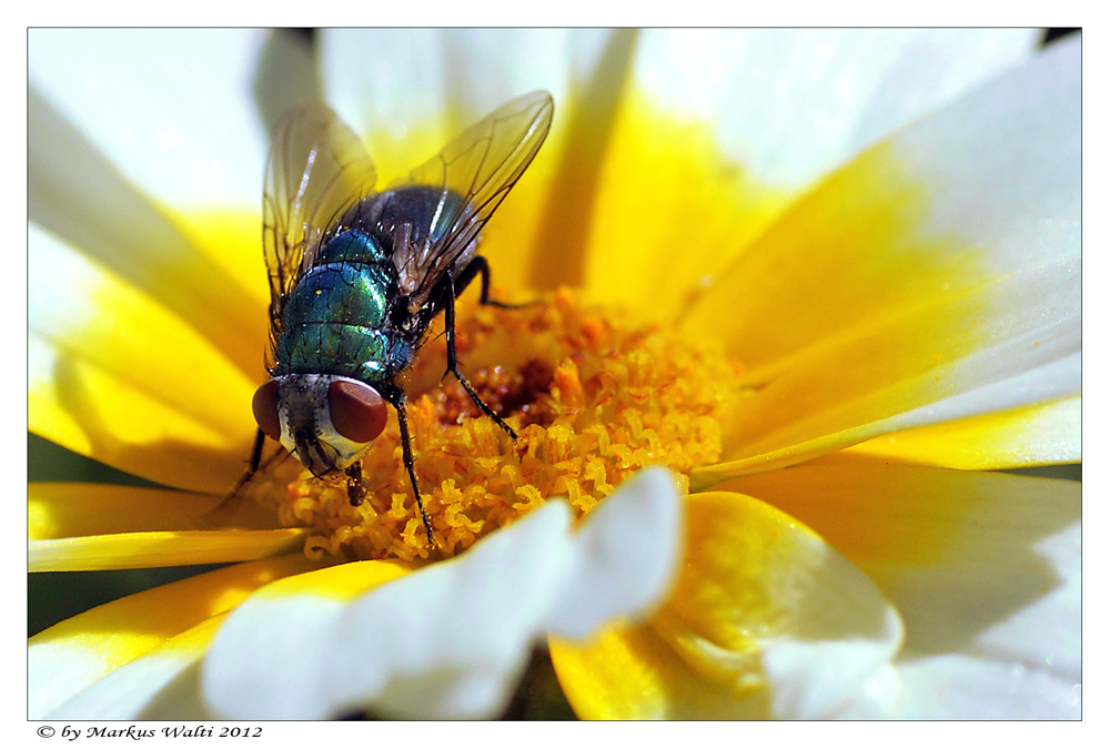 Schmeissfliege zu Besuch