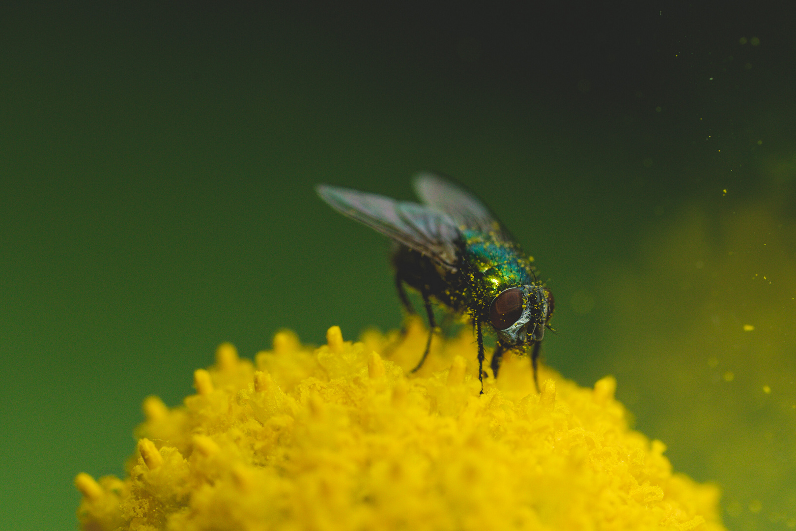 Schmeißfliegen ...