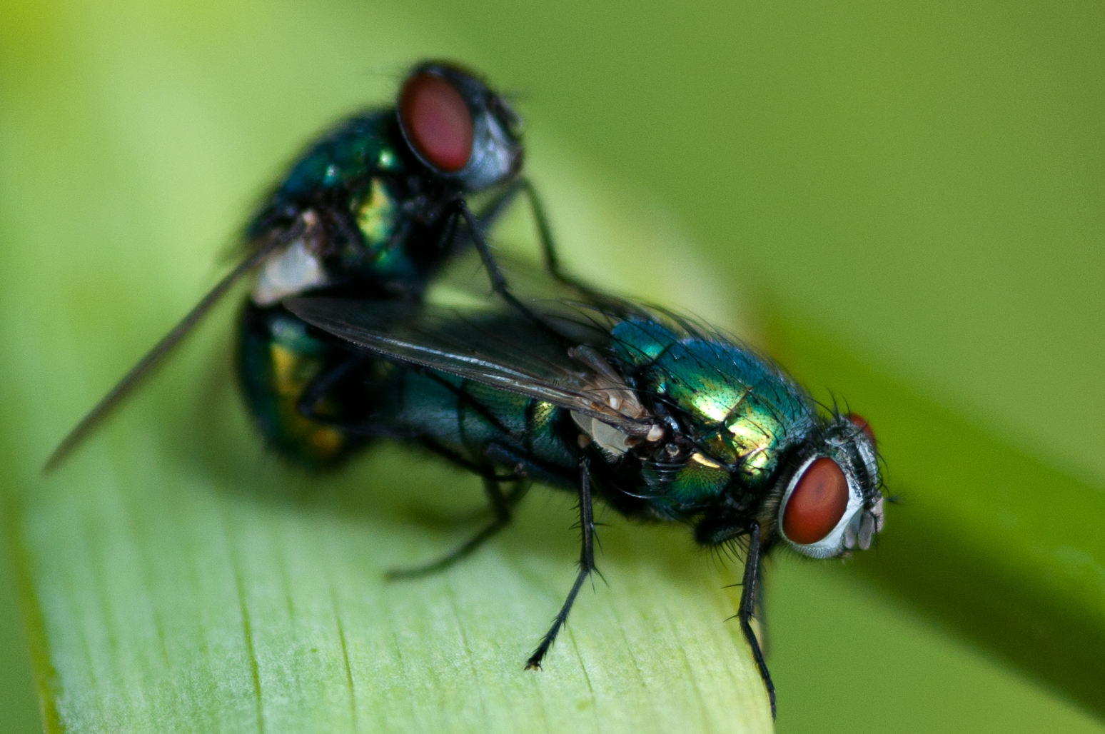 Schmeißfliegen bei der Paarung