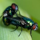 Schmeißfliegen bei der Paarung