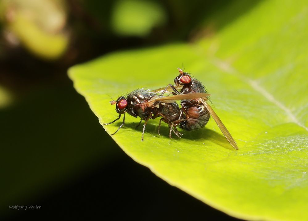 Schmeissfliegen bei der Paarung 