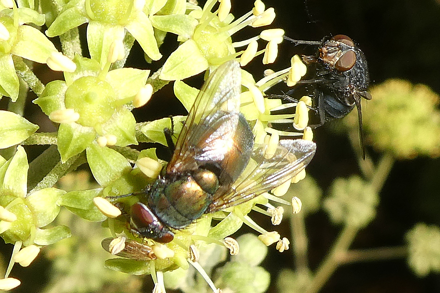 Schmeißfliegen