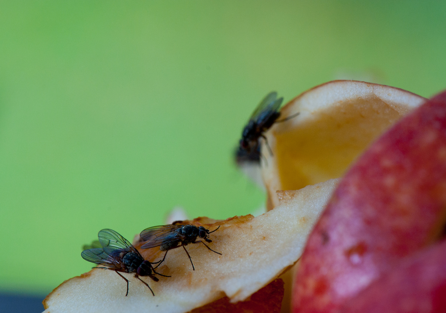 Schmeissfliegen können sich nicht irren ...