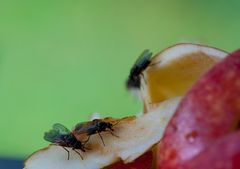 Schmeissfliegen können sich nicht irren ...