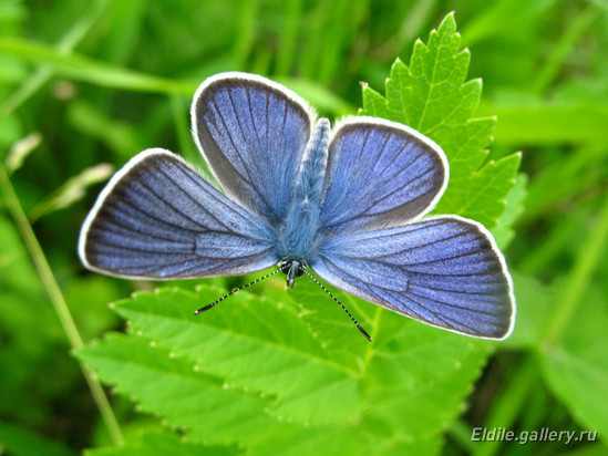 Schmeterling Blaülinge