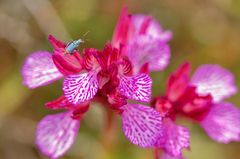 Schmeterlings-Knabenkraut (Orchis papilionacea)