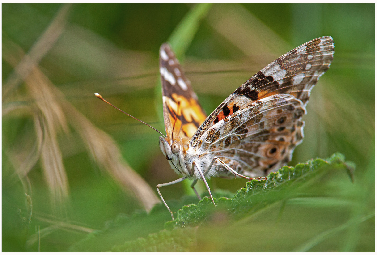 Schmetteling im Gras