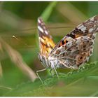 Schmetteling im Gras