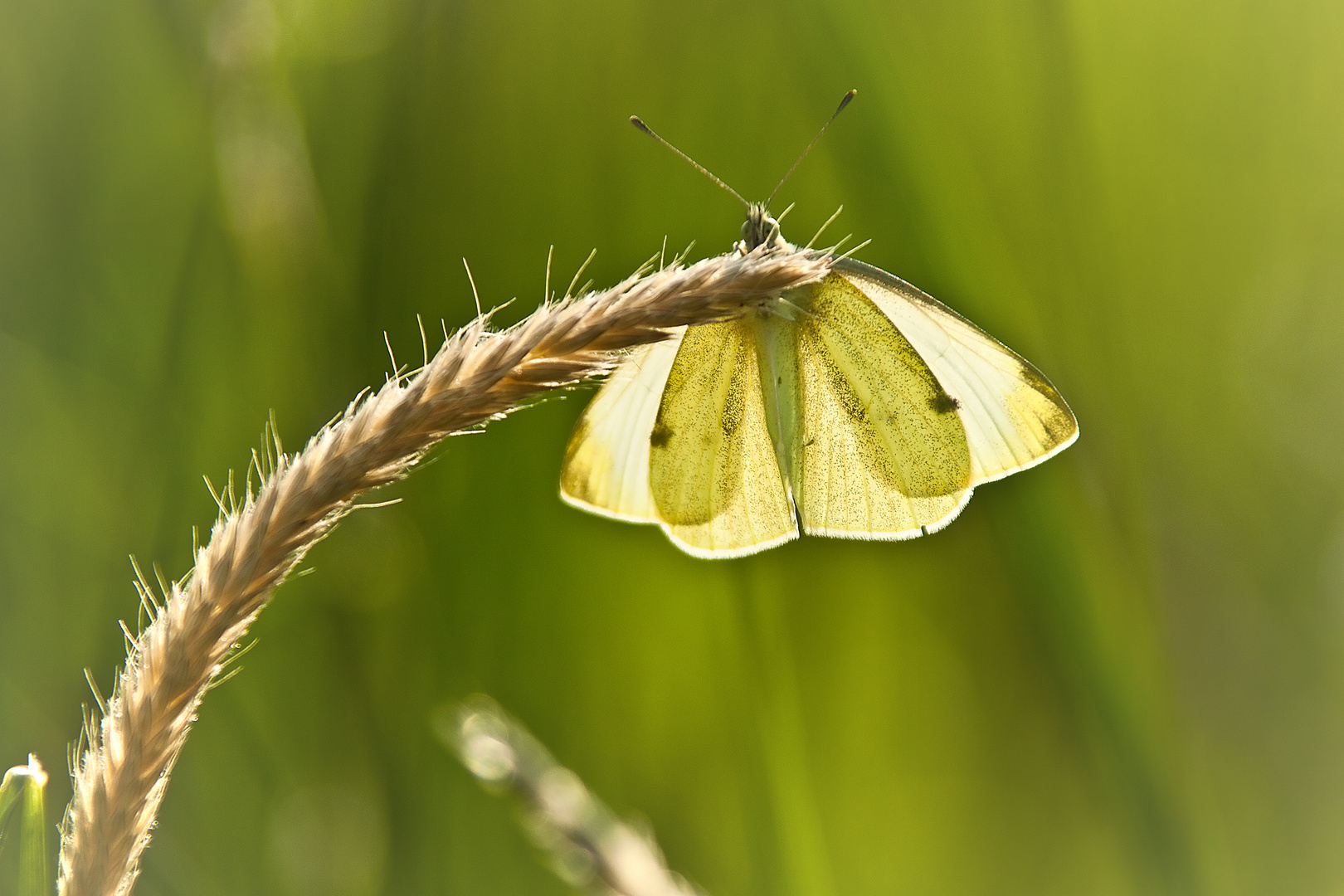 Schmetteling im Sonnenlicht