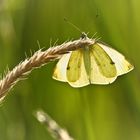 Schmetteling im Sonnenlicht