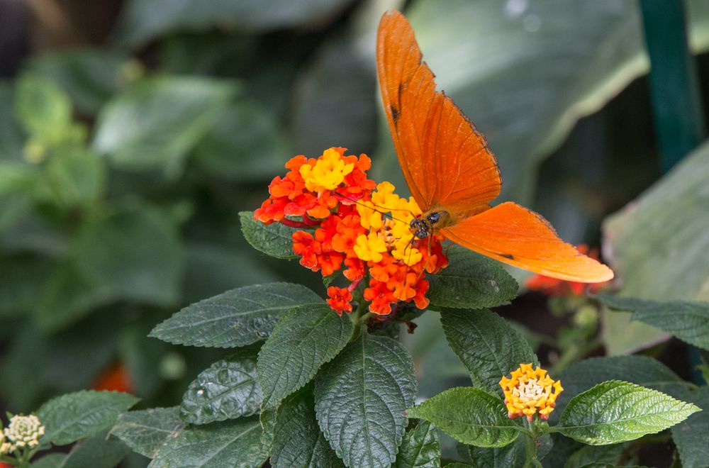 Schmettelinge auf Mainau 01