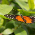 Schmettelinge auf Mainau 02