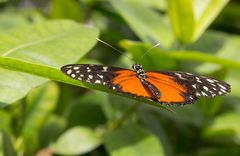 Schmettelinge auf Mainau 02