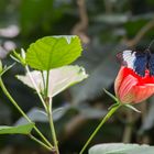 Schmettelinge auf Mainau 05