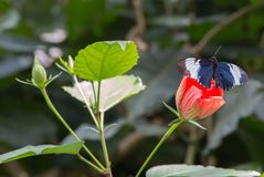 Schmettelinge auf Mainau 05