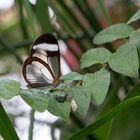 Schmettelinge auf Mainau 06