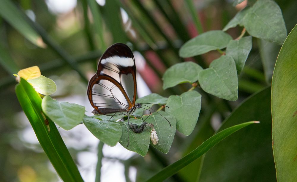 Schmettelinge auf Mainau 06