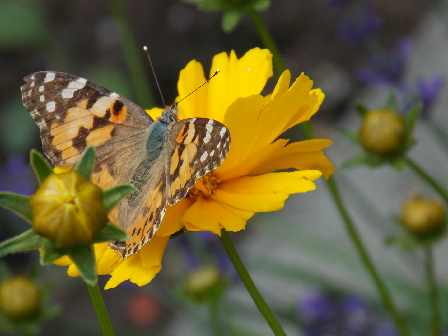 Schmetter-Blume!