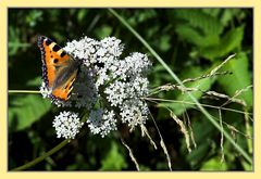 Schmetterdingens auf Blume