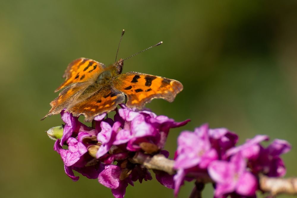 Schmetterfliege