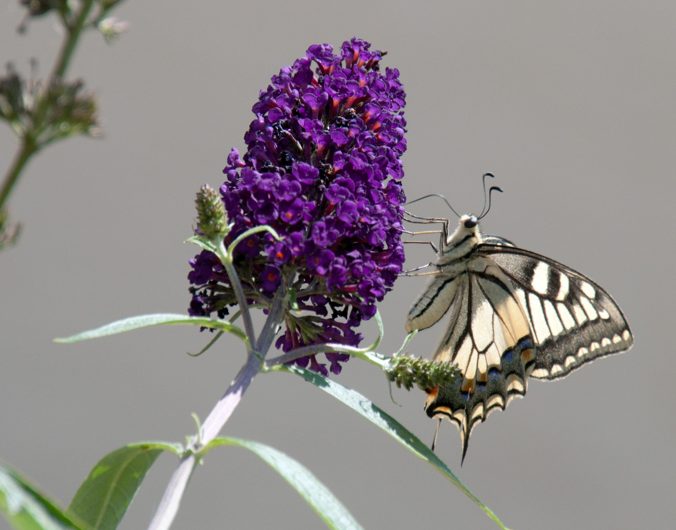 Schmetterflugdingens