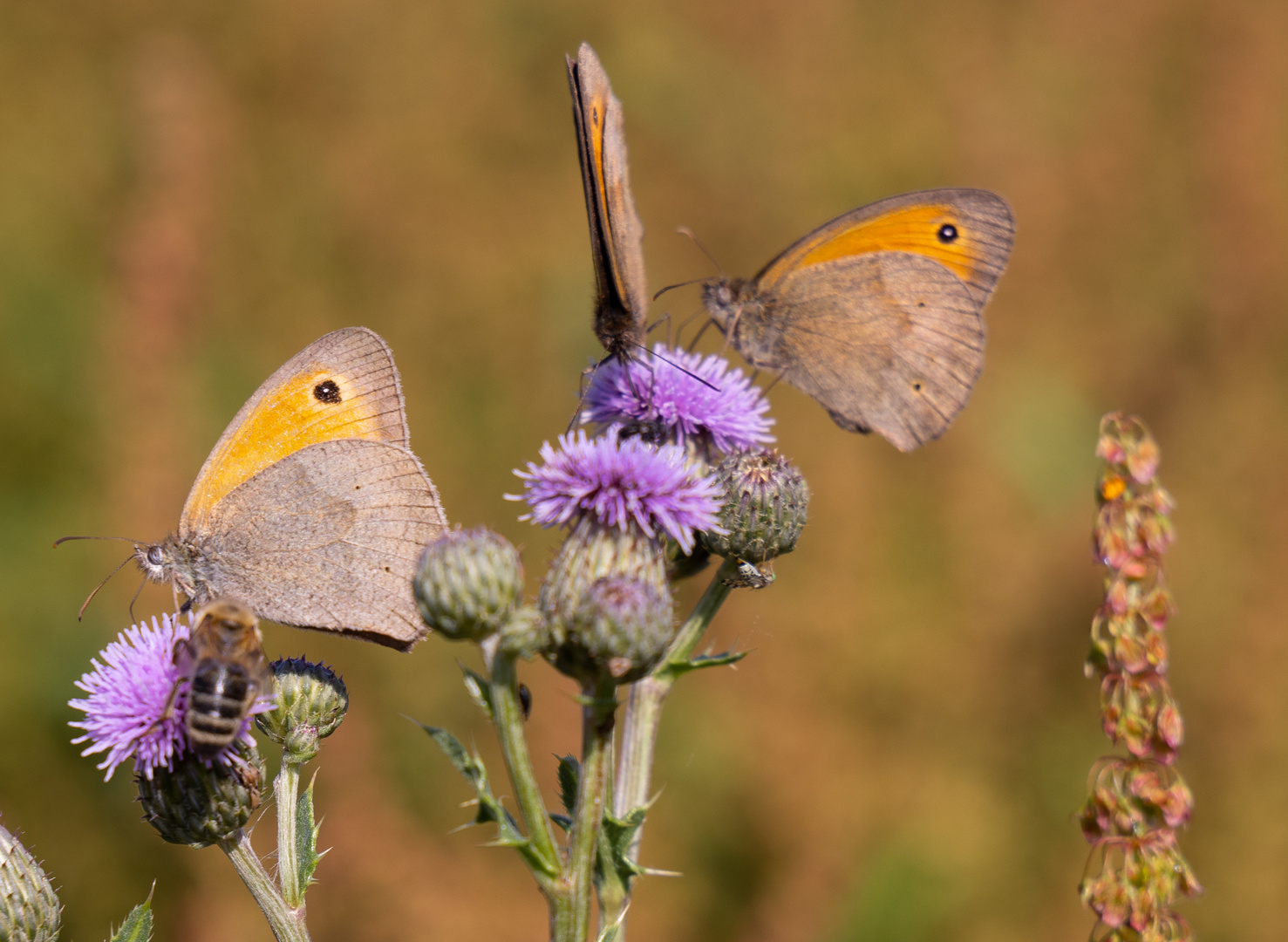 Schmettering 1