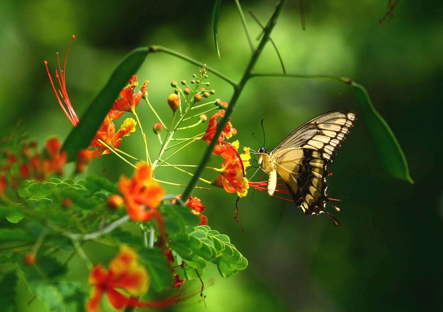 schmettering an malinche strauch