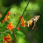 schmettering an malinche strauch