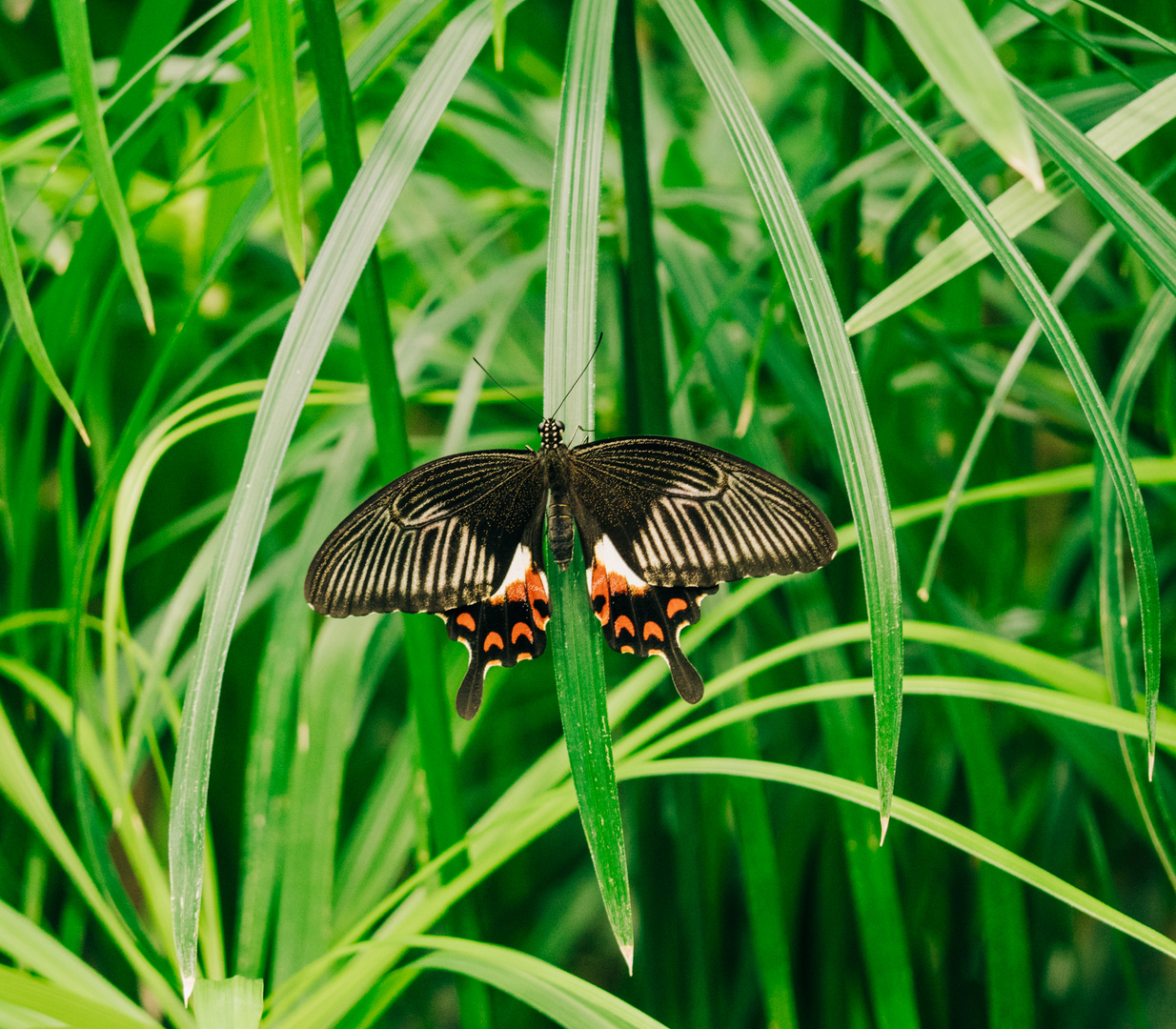 Schmettering auf Busch 2019