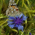 Schmettering auf Kornblume