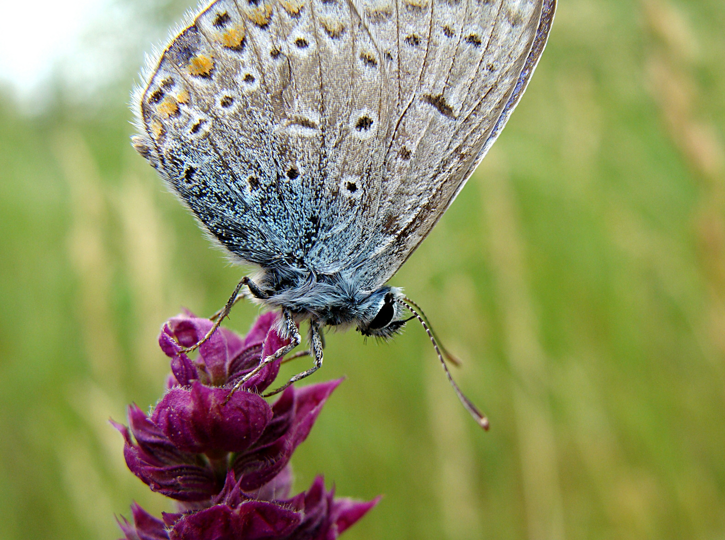 Schmettering Makro