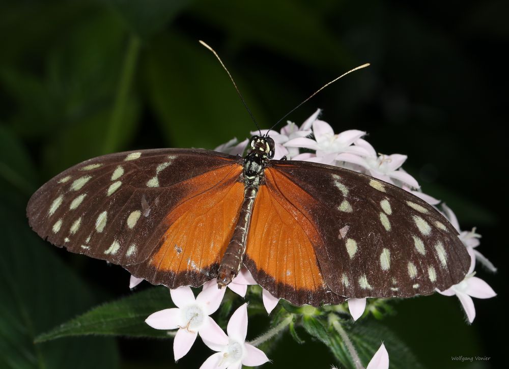 Schmettering Tarricina Long Wing- Tithorea tarricina