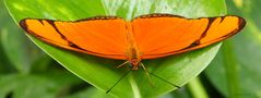 Schmettering The Flame Dryas julia