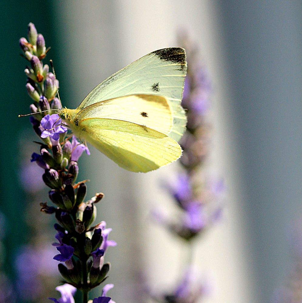 Schmetterlavendel