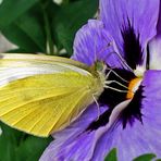 SCHMETTERLIG BESUCH IM GARTEN