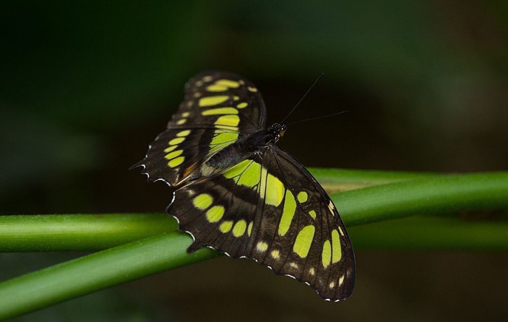 Schmetterlig Grünling? Malachitfalter