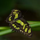 Schmetterlig Grünling? Malachitfalter