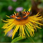 Schmetterlig in Allgäuer Garten 