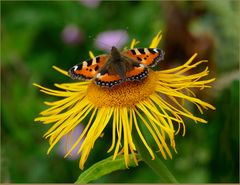 Schmetterlig in Allgäuer Garten 