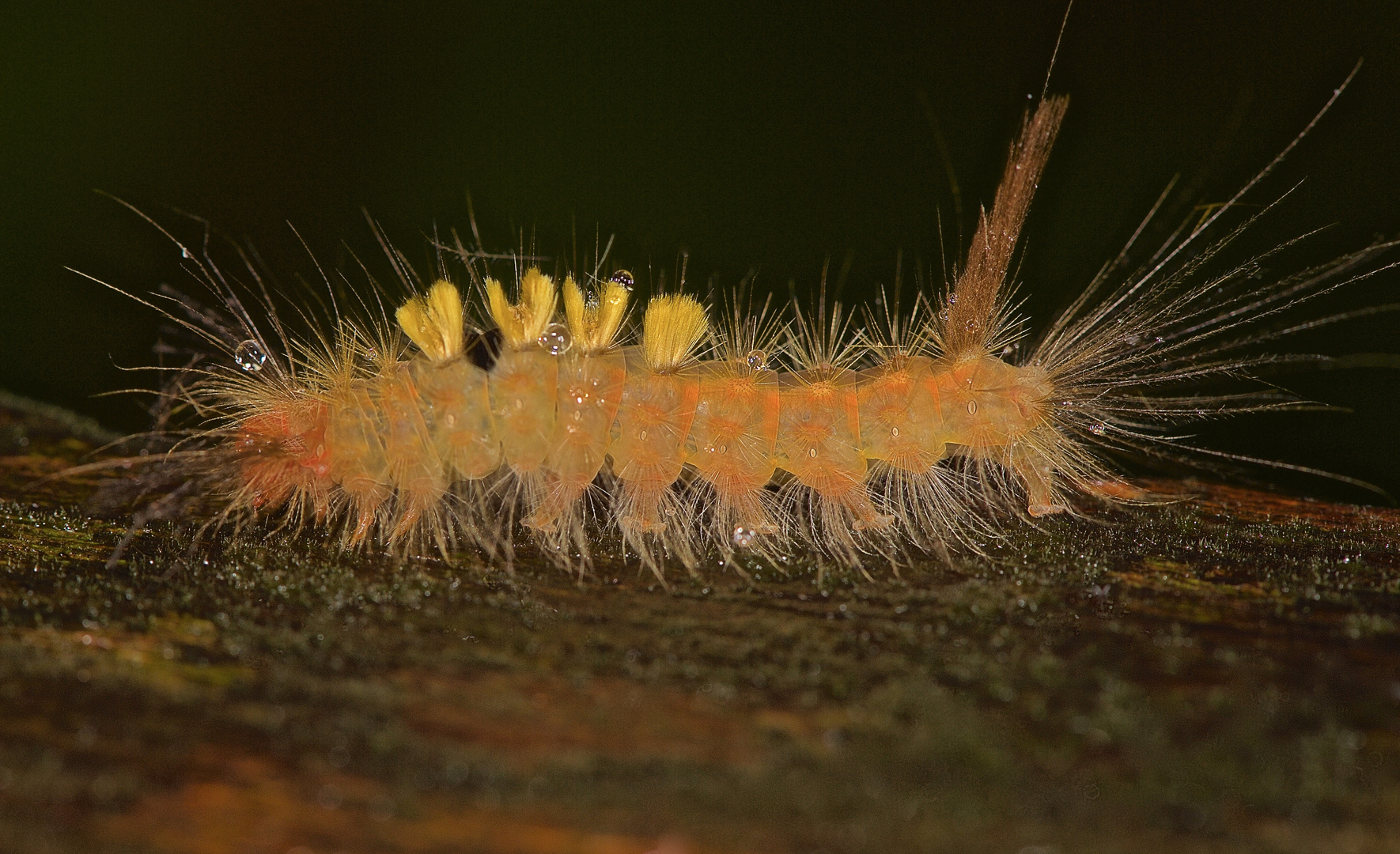 Schmetterligsraupe aus dem Tropischen Regenwald von Borneo