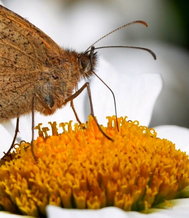 Schmetterlin auf Margerite