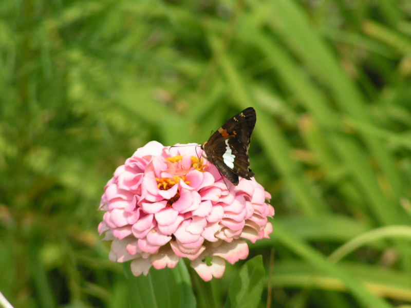 Schmetterlin auf mir unbekannter Blüte in Natchez