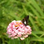 Schmetterlin auf mir unbekannter Blüte in Natchez