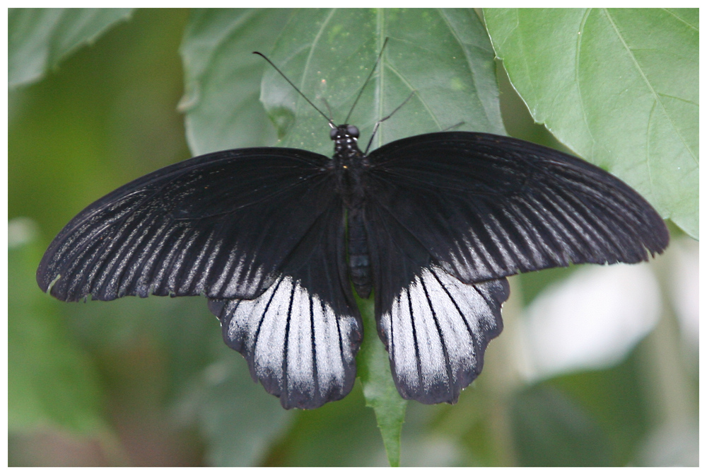 Schmetterling (0006)