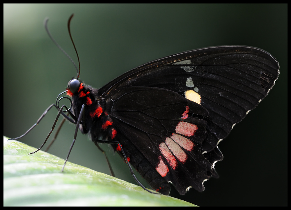 Schmetterling